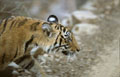 <center>
Il quitte sa tanière, remonte le ravin et passe tout à côté de moi. tigre de profil,inde 